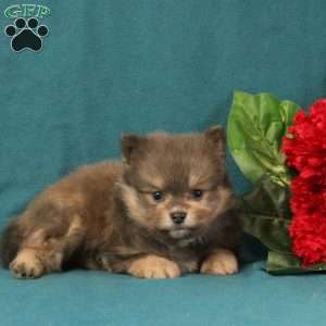 Edison, Pomeranian Puppy